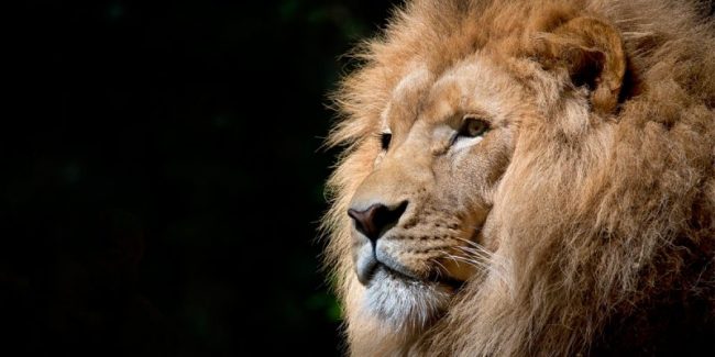 liderazgo-empresarial liderazgo-empresarial